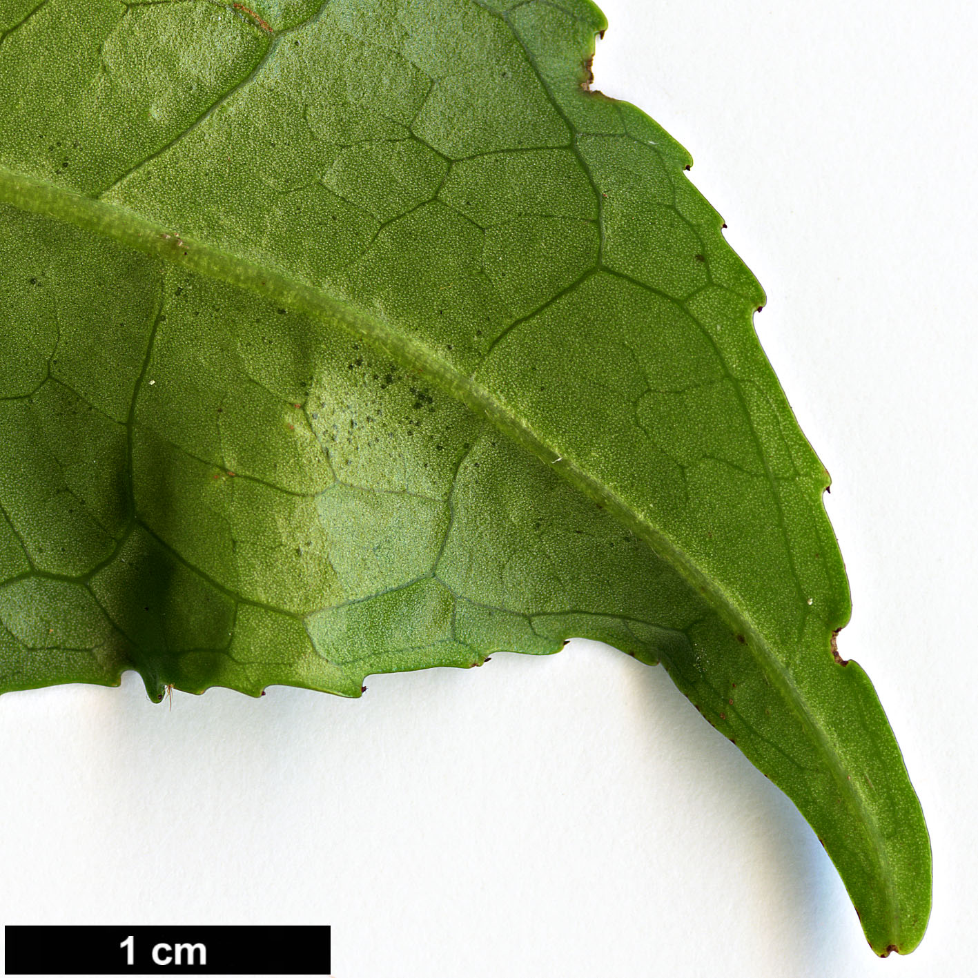 High resolution image: Family: Theaceae - Genus: Camellia - Taxon: sinensis - SpeciesSub: var. assamica